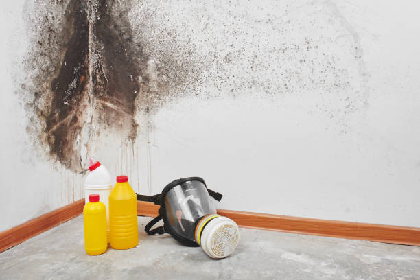 Best Mold Inspection  in Waterford, WI