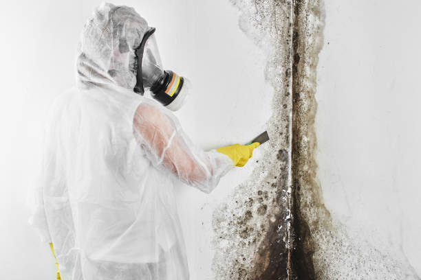 Professional Mold Removal in Waterford, WI