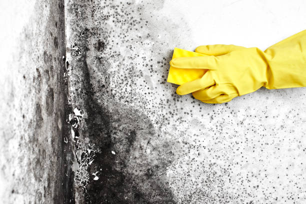 Best Toxic Mold Removal  in Waterford, WI