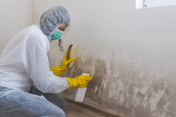 Best Crawl Space Mold Removal  in Waterford, WI