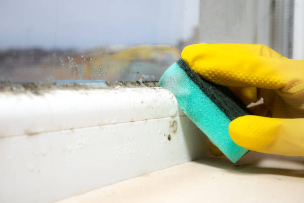 Best Office Mold Removal Services  in Waterford, WI