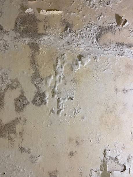 Best Mold Removal Near Me  in Waterford, WI