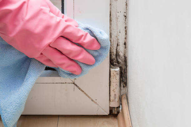 Best Certified Mold Removal  in Waterford, WI