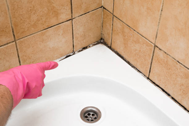 Best Residential Mold Removal  in Waterford, WI